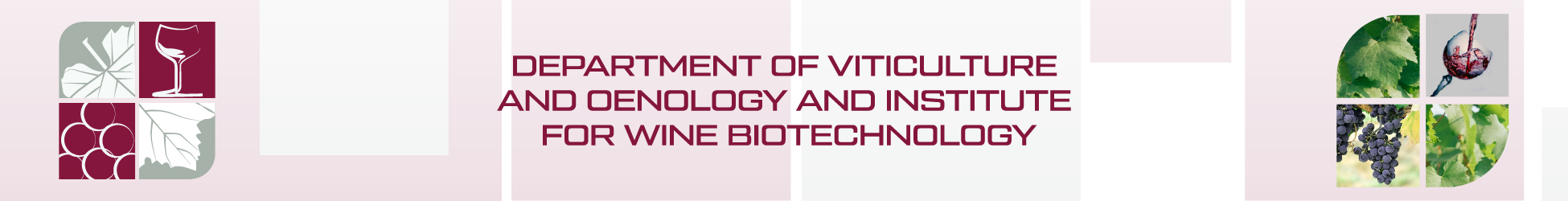 Department Of Viticulture and Oenology And Institute For Wine Biotechnology banner